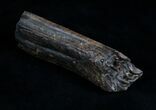 Pleistocene Aged Fossil Horse Tooth - Florida #6090-1